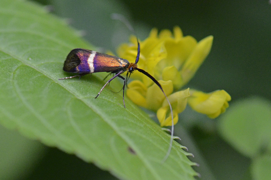 Adela australis ?
